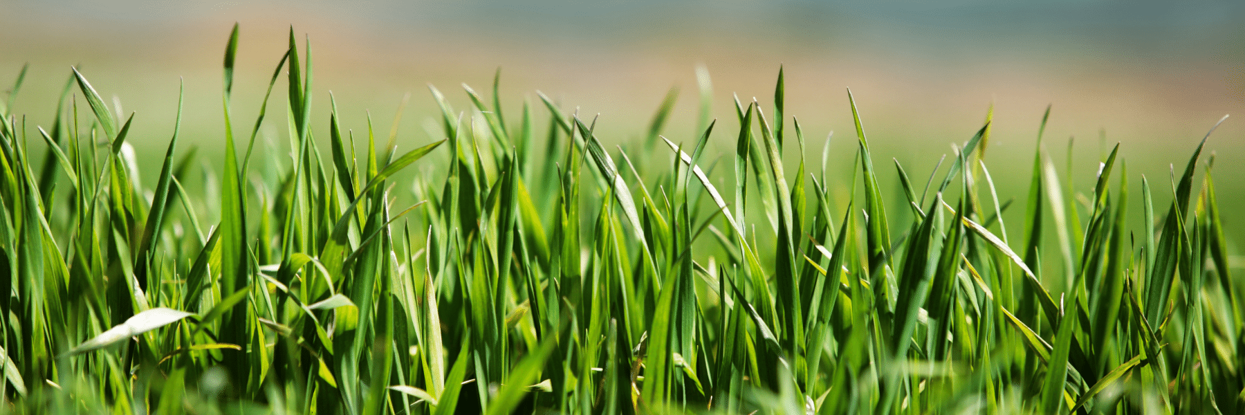 How to seed your lawn header image (1800 × 600 px)